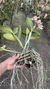 Cattleya White coerulea X Cattleya forbesii Lacre 185093