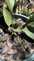 Bulbophyllum medusae Lacre 185444 - loja online