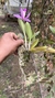 Cattleya forbesii X Laelia sincorana Lacre 185044 - loja online