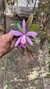 Cattleya forbesii X Laelia sincorana Lacre 185044