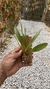 Masdevallia infracta rosea