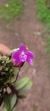 Dendrobium goldschmidtianum x Dendrobium hibiki Lacre 137370