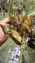 Bifrenaria tetragona Lacre 185014 - loja online