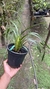 Grammatophyllum speciosum Lacre 185074 - loja online