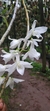 Dendrobium anosmum albo