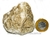 Pedra de Gesso Bruto Para Coleção ou Estudante Cod 106069