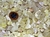 Enxofre Natural Medio Rolado Pacotinho 20Gr Comum Qualidade Pedra de Garimpo - Distribuidora CristaisdeCurvelo