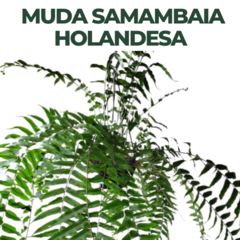 Muda Samambaia Holandesa