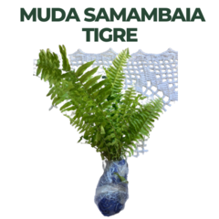 Muda Samambaia Tigre