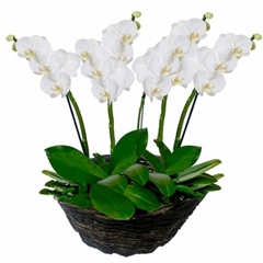 Sophisticated Phalaenopsis Orchids