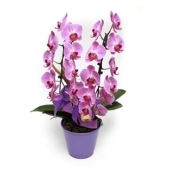 Hermosas Orquídeas Lilas