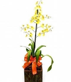 Orquídeas Chuva de Ouro