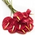 Flores de Antúrios Vermelhos Avulsas