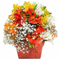 Colorful Alstromerias in Vase