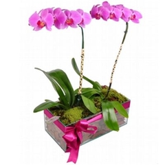 Majestuosas orquídeas lilas