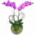 Hermosa Phalaenopsis lila