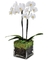 Orquídeas Phal Blancas