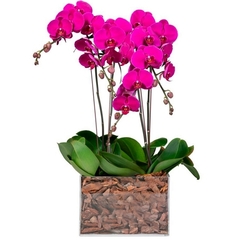 Luxuosas Orquídeas Lilás