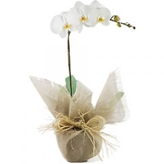 Hyper Luxury White Phalaenopsis Orchids