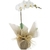 Orquídeas Phal Blancas de Hiperlujo