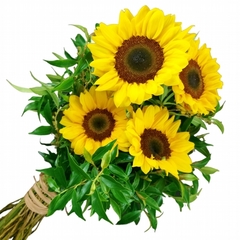 Gorgeous Sunflowers Bouquet