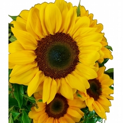 Gorgeous Sunflowers Bouquet on internet