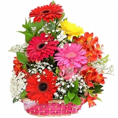 Basket of Colorful Gerberas