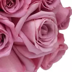 Beleza Extravagante 15 Rosas Lilás na internet