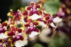 Orquídeas Sharry Baby na internet