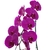 Orquídeas Phalaenopsis Lilás R3 - buy online