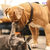 Talco Banho a Seco Para Cães e Gatos Perfume Anti Odor Pet Clean 100g - comprar online