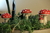 3 Cogumelos de Madeira - Colorido - CRIANDO