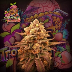 TROPICANA PEACH CRAZYSEEDS (PACK 3UN)