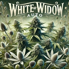 WHITE WIDOW AUTO (PACK 2UN)