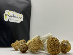 Amostra botânica - 10g Psilocybe Cubensis (Cubensis) - comprar online