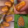 Leaf Roller Moth - Coleção Insecta