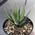 Haworthia Fasciata