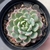 Echeveria Sitifukumiama