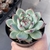 Echeveria Colorata Haage