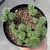 "Pom Pom" Sedum Multiceps