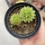 Sempervivum Dolomiticum Duplo