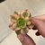 Aeonium Kiwi Plug