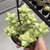 Crassula Perforata Thunb