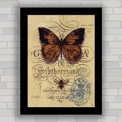 QUADRO VINTAGE ANIMAIS 3 - BORBOLETA - comprar online