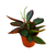 Peperomia clusiifolia 'Rubi' - comprar online