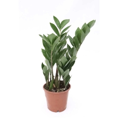 Zamioculca zamiifolia 'Mini' - comprar online