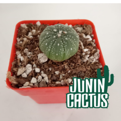 Astrophytum Asterias