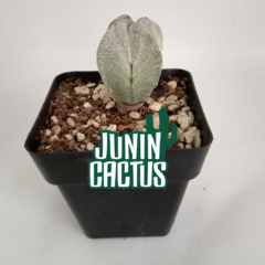 Astrophytum Myriostigma ¨Quadricostatum¨ en internet