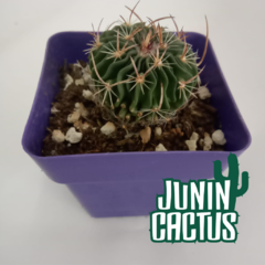 Echinofossulocactus Multicostatus (Stenocactus)