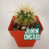 Echinocactus Grusonii